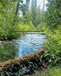 pic for Rain Forest